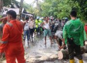 Hujan Deras, Sejumlah Pohon di Padang Tumbang