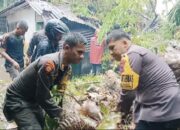 Sejumlah Pohon di Padang Tumbang Saat Libur Sekolah dan Iduladha, BPBD Imbau Masyarakat Lakukan Ini