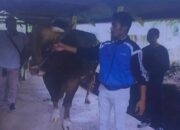 Ini Tiga Sapi Unggul yang Diseleksi untuk Kurban Presiden di Sumbar