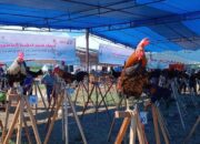 Kontes Ayam Kukuk Balenggek di Padang Pecahkan Rekor MURI
