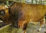 Sapi dari Padangpanjang Terpilih jadi Kurban Presiden di Sumbar