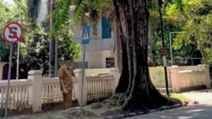 Wako Hendri Septa mengecek kondisi pohon pelindung di Padang. (Dok. Istimewa)