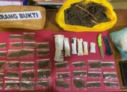 Pengedar Ganja di Pessel Diciduk Polisi, 42 Paket Diamankan