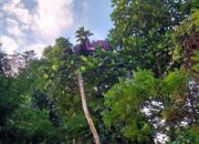 Tim SAR Evakuasi Dua Atlet Paralayang dari Bukit Pantai Air Manis