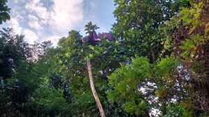 Evakuasi dua atlet paralayang yang tersangkut di atas pohon perbukitan Pantai Air Manis. (Foto: Dok. Pusdalops PB)