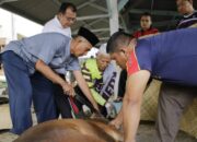 Pemkab Padang Pariaman Gagalkan Penyembelihan Sapi Betina Produktif untuk Kurban
