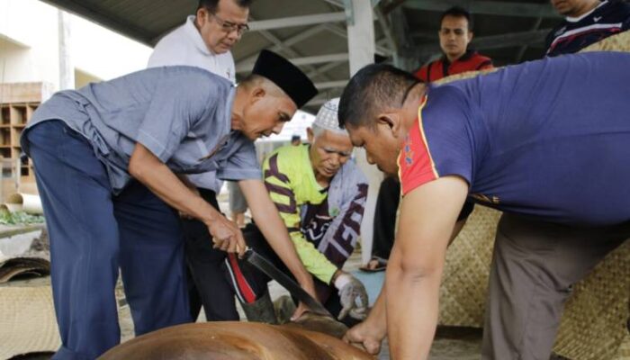 Pemkab Padang Pariaman Gagalkan Penyembelihan Sapi Betina Produktif untuk Kurban