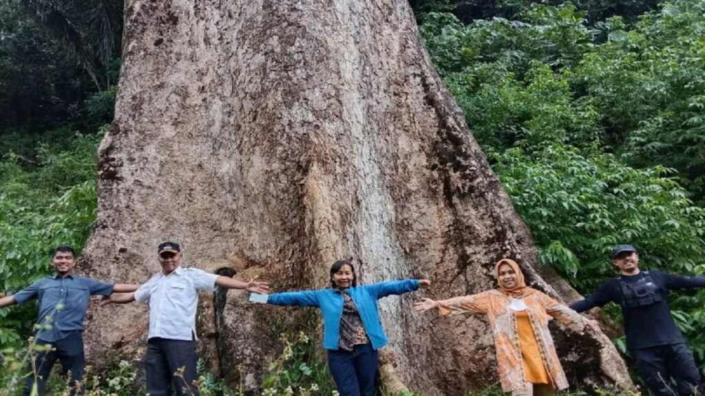 Direktur Penyaluran Dana Badan Pengelola Dana Lingkungan Hidup Kementerian Keuangan Republik Indonesia, Nining Ngudi Purnamaningtyas bersama Wali Nagari Koto Malintang Nazaruddin dan pendamping sedang berada di pohon besar, Rabu (31/5). (Dok. Antara Sumbar)