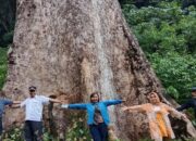 Pohon Besar Koto Malintang Disiapkan Jadi Destinasi Baru di Agam