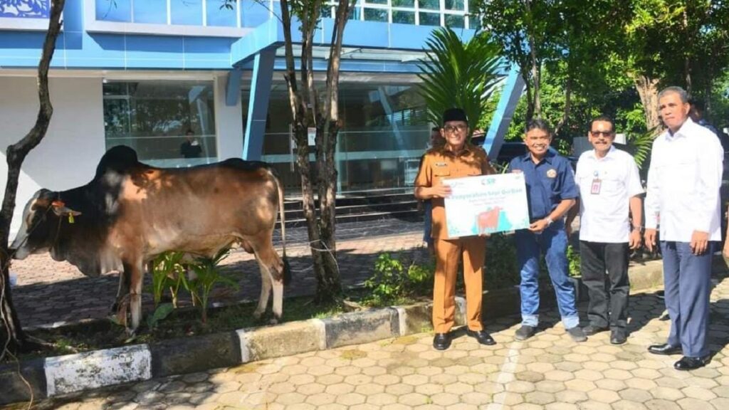 Sapi kurban bantuan Bank Nagari yang akan disebar di enam instansi di Padang. (dok. istimewa)