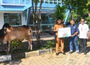 Wako Hendri Septa Salurkan Enam Ekor Sapi Kurban Bank Nagari