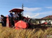 Pemko Padang Klaim Kekeringan Akibat El Nino Belum Berdampak pada Produksi Padi