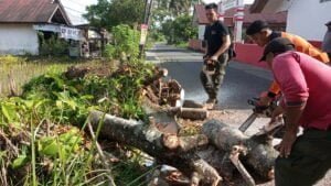 Pembersihan dan evakuasi pohon tumbang di kawasan Kuranji, Kota Padang pada Sabtu (29/7/2023) siang. (Foto: Dok. Pusdalops PB)