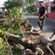 Pembersihan dan evakuasi pohon tumbang di kawasan Kuranji, Kota Padang pada Sabtu (29/7/2023) siang. (Foto: Dok. Pusdalops PB)