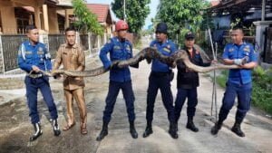 Damkar Padang evakuasi ular dari rumah warga pascabanjir. (dok. Damkar Padang)