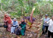 Warga Temukan Bunga Bangkai Mekar Sempurna di Rantau Jambu Sijunjung