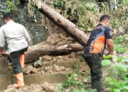 Dua Titik Pohon Tumbang Tutup Akses Jalan ke Puncak Bukit Padang