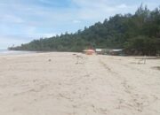 Potensi Pengembangan Tambak Udang di Pasbar Cukup Besar, Pemkab Undang Investor