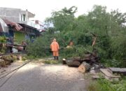 1 Gardu dan 2 Tiang Listrik Terdampak Pohon Tumbang di Jati Padang, Ini yang Dilakukan PLN