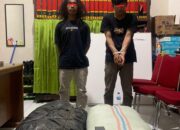 Bawa Dua Karung Berisi 50 Kg Ganja Kering, Dua Remaja di Padangpariaman Diciduk