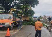 Caleg DPRD Sumbar Maiyofa Bantu Warga Lolong yang Terancam Pohon Tumbang