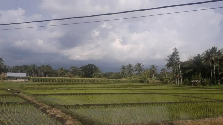 Salah satu lahan sawah di Kabupaten Pasaman Barat.(Antara/HO-DTPH Pasaman Barat).
