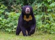 Empat Ekor Beruang Muncul di Perkebunan Warga Agam Sejak Sebulan Terakhir