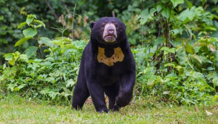 Empat Ekor Beruang Muncul di Perkebunan Warga Agam Sejak Sebulan Terakhir