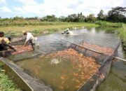 Marak Ikan Dipasok dari Luar Sumbar, Ini yang Dilakukan DKP