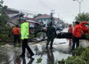 Hujan Deras dan Angin Kencang di Padang, Sejumlah Kawasan Ini Terdampak Pohon Tumbang