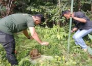 Seekor Trenggiling Dilepas Liar ke Hutan Cagar Alam Maninjau, Agam