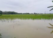 Lahan Pertanian di Empat Kecamatan di Agam Rusak Parah Dihantam Banjir Bandang