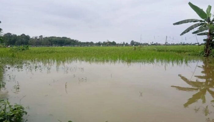 Pemkab Pasaman Barat Siapkan 500 Hektare Lahan untuk Optimalisasi Pertanian