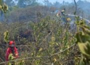1,5 Hektare Lahan Kebun Warga di Agam Hangus Terbakar