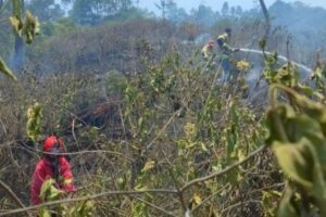 Petugas Damkar memadamkan api yang membakar lahan gaharu milik warga, Rabu (27/9/2023) siang. (Foto: Dok Diskominfo Kabupaten Agam)
