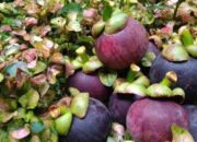 7.092 Kg Manggis asal Sumbar Diekspor ke China