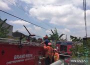 Kandang Kuda di Bukittinggi Hangus Terbakar