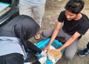 Pascateror Gigitan Anjing Gila, 67 Hewan Sudah Vaksinasi Rabies di Pauh