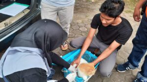 Vaksinasi rabies untuk hewan di Pauh. (dok. Diskominfotik Padang)