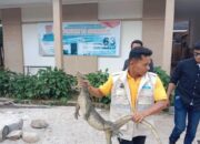 Seekor Biawak Masuk Sekolah di Agam, BKSDA Sumbar Gerak Cepat Evakuasi