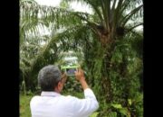 Dosen Unand Ciptakan Sensor Pendeteksi Kematangan Sawit, Ini Kegunaannya