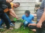 Tanam Ganja di Polibag, Pria di Pasaman Barat Diciduk Polisi