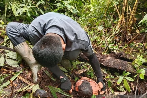 Petugas Resor Konservasi Wilayah II Maninjau Balai Konservasi Sumber Daya Alam (BKSDA) Sumatra Barat (Sumbar) sedang mengukur bunga rafflesia. (Foto: Dok Antara/Yusrizal)