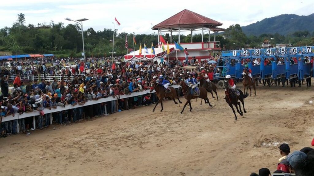 Iven pacu kudo di Bukittinggi. (dok. istimewa)