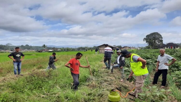 Petani Kabupaten Agam sedang melakukan berburu tikus di lahan mereka. Dok Dinas Pertanian Agam