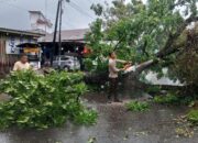 Pohon Tumbang akibat Hujan Deras dan Angin Kencang, Akses Jalan di Padang Terhambat