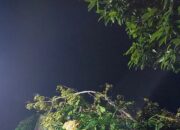 Pohon Tumbang Timpa Rumah Warga di Kototangah Padang