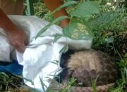 Perdagangkan Sisik Trenggiling, Warga Lubuk Basung Ditangkap Tim Gabungan