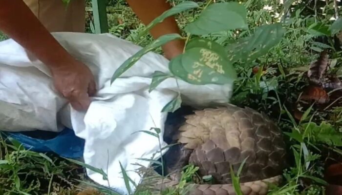 Bawa Sisik Trenggiling dan Paruh Rangkong, Pemuda di Padang Ditetapkan Tersangka