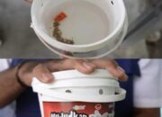 Teknologi Wolbachia Efektif Turunkan Kasus Demam Berdarah